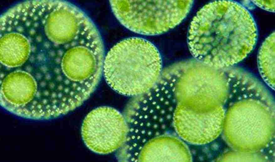 How to best remove algae from your fountain