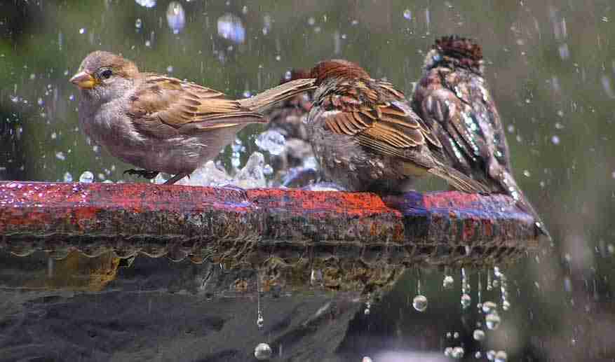 Attracting Wildlife with Your Garden Fountain