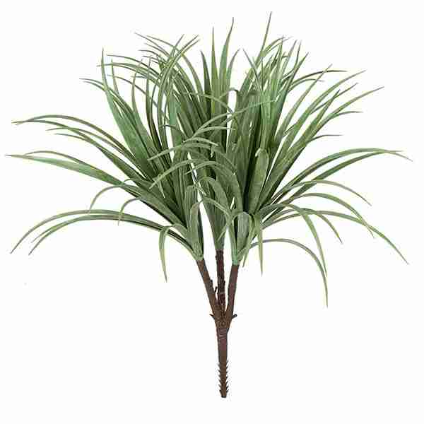 28 Inch Liriope Bush x 3 | Cream/Green
