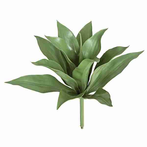 28 Inch Outdoor Agave Americana Cactus Plant