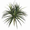 28 Inch Outdoor Liriope Bush x 3 | Green