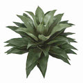 28" Deluxe Outdoor Agave Cactus Plant