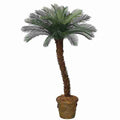 4 Feet and 5 foot Tall Cycas Palm Tree x 24 Fronds, Curved Or Straight Trunk