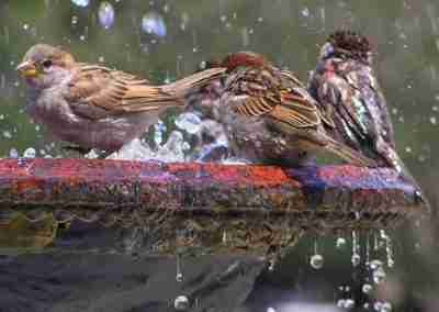 Attracting Wildlife with Your Garden Fountain