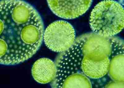 How to best remove algae from your fountain